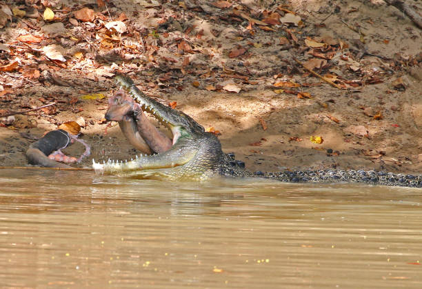 Saltwater crocodile