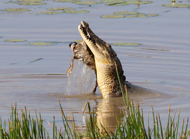 istock Crocodile (saltwater) holding catch of bird 1726975839