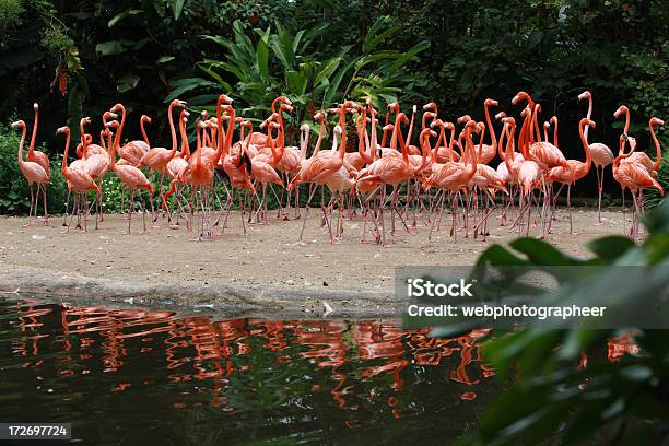 Więź - zdjęcia stockowe i więcej obrazów Flaming - Flaming, Zoo, Grupa zwierząt