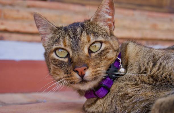istock Brown, striped cat with green eyes 1726978385
