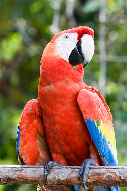 istock Tropical Bird sitting on branch 172698099