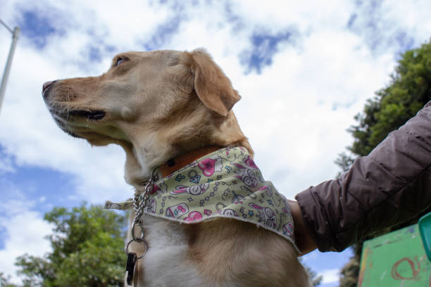 istock Dog being pet with hand 1726981109