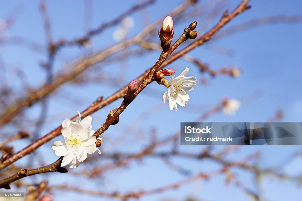 最初の桜の花-Prunus yedoensis - サクラの木のロイヤリティフリーストックフォト