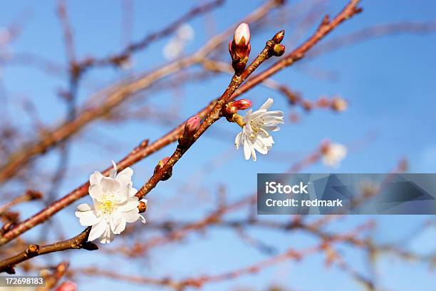 Первые Цветы В Cherry Blossomprunus Yedoensis — стоковые фотографии и другие картинки Без людей - Без людей, Белый, Весна