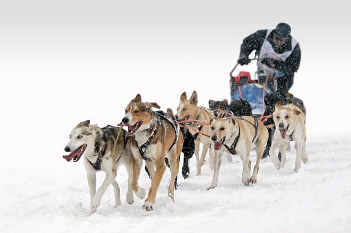 Dog sledding competition.