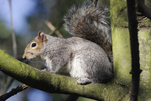 A warm winter day and a grey squirrel  finds a comfortable spot to sit and sunbathe, in the crook of a branch.