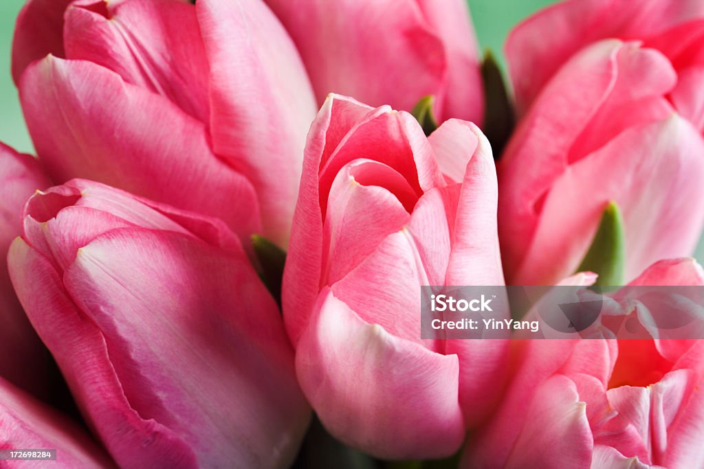 Tulipán rosa arreglo un ramo de flores frescas cortadas ramo de flor abriéndose - Foto de stock de Alegre libre de derechos