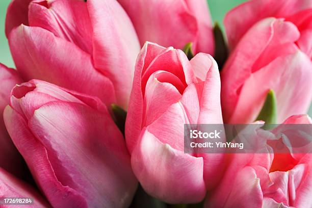 Tulipán Rosa Arreglo Un Ramo De Flores Frescas Cortadas Ramo De Flor Abriéndose Foto de stock y más banco de imágenes de Alegre