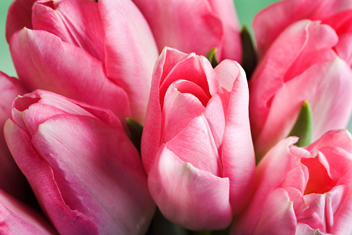 A bouquet of spring pink tulips in dreamy close-up. The fresh cut flower arrangement is a small group of plants in a bunch. The bright, cheerful colors reflect the growth and hope of garden buds coming to life and blooming.