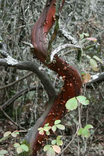 A twisted red bark Manzanita tree in the Santa Cruz mountains.Similar Images:
