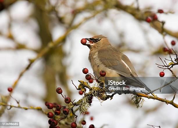 Beccofrusone Dei Cedri Con Una Bacca - Fotografie stock e altre immagini di Beccofrusone dei cedri - Beccofrusone dei cedri, Mela Selvatica, Ala di animale