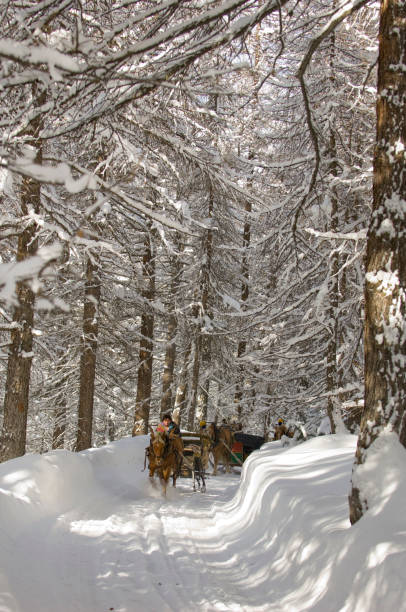 istock Horse carriage in the woods 172698735