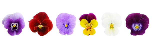 Isolated Viola/Pansies (XL)  pansy photos stock pictures, royalty-free photos & images