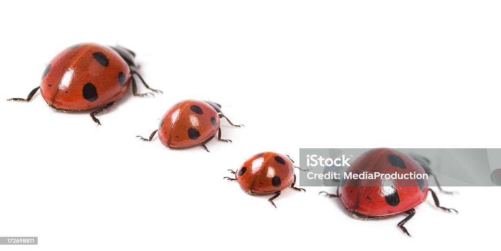 Ladybird семьи - Стоковые фото Белый роялти-фри
