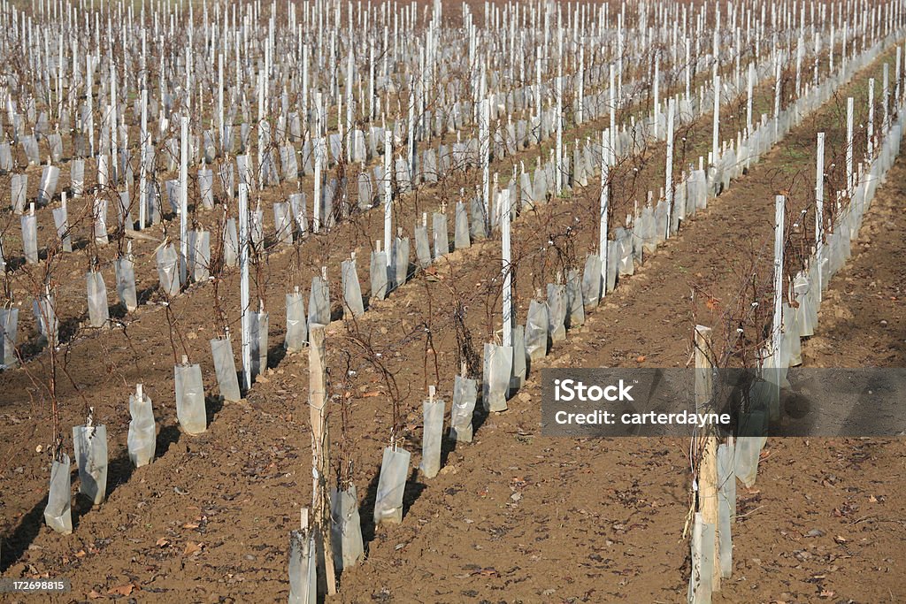 Świeże Winnica plantings w zimie, Bordeaux - Zbiór zdjęć royalty-free (Bordeaux)
