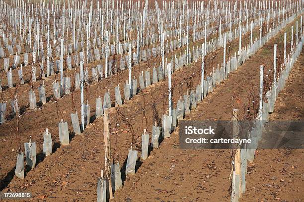 Świeże Winnica Plantings W Zimie Bordeaux - zdjęcia stockowe i więcej obrazów Bordeaux - Bordeaux, Brązowy, Chłodny