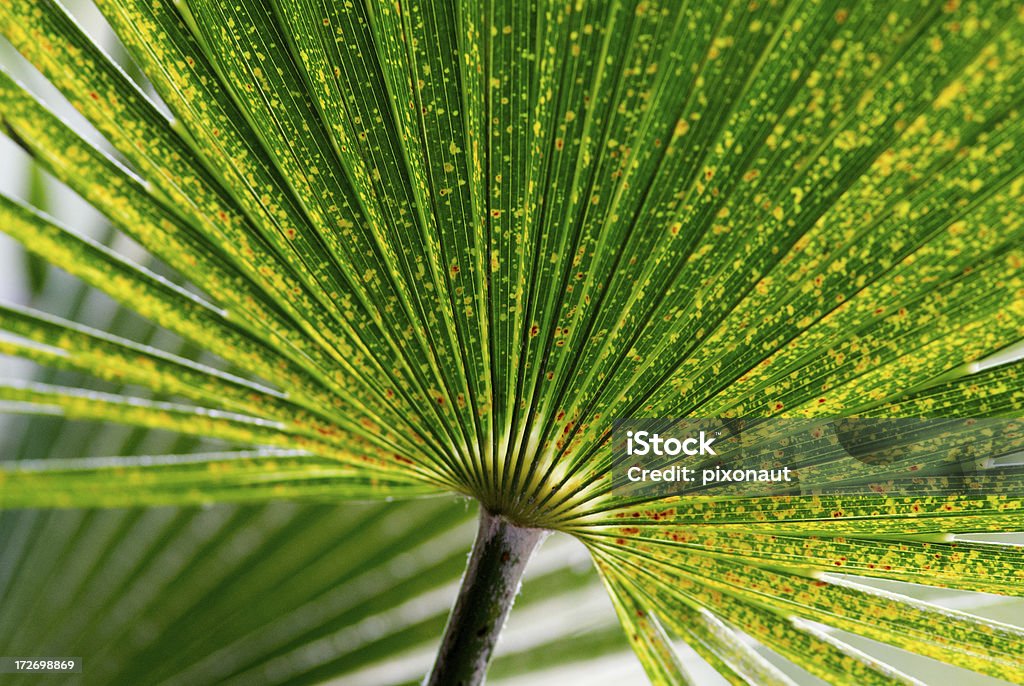 Palm fronda - Foto de stock de Abstracto libre de derechos