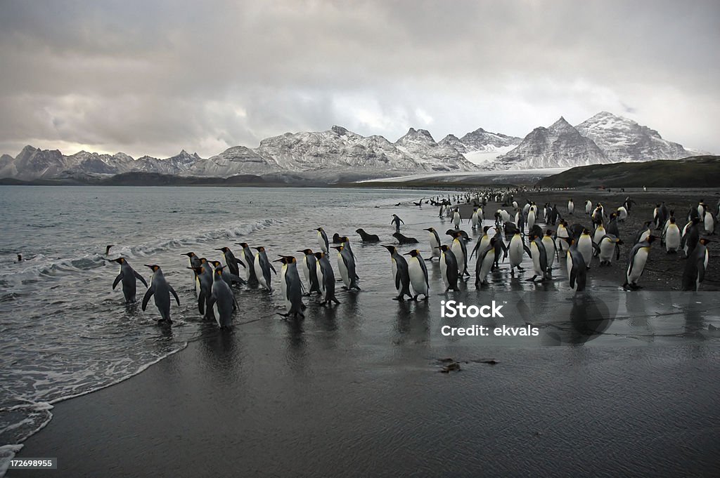 King Penguin Stock Photo - Download Image Now - Animal, Animals In The  Wild, Antarctica - iStock