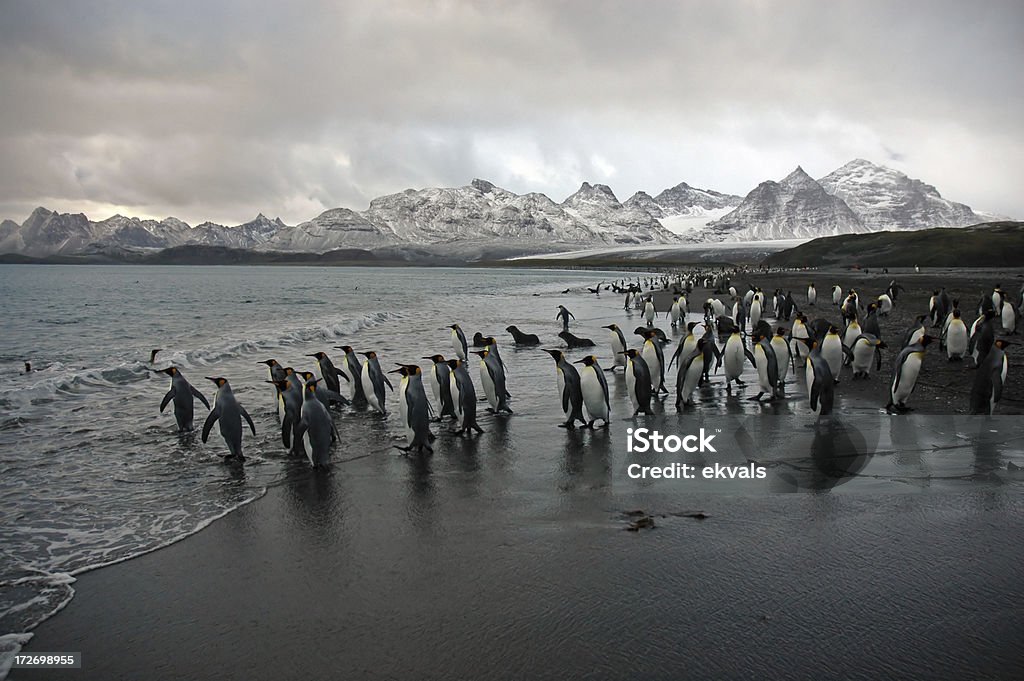 King Penguin Stock Photo - Download Image Now - Animal, Animals In The Wild, Antarctica - iStock King Penguin Stock Photo - Download Image Now - Animal, Animals In The Wild, Antarctica - iStock