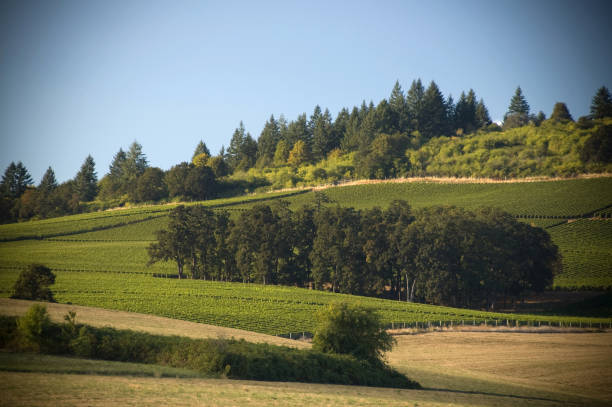 istock Hills of the Willamette Valley vineyards 172699005