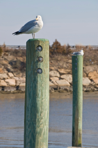 Two seagulls perched on posts.  One is standing the other sitting.