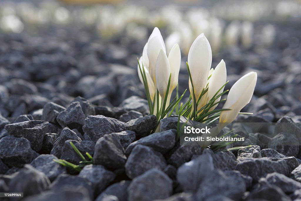 네덜란드 크로커스 증가하고 으깨짐 바위산 아이리스입니다 베드 1개가 있습니다. - 로열티 프리 꽃-식물 스톡 사진