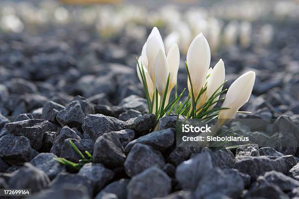 네덜란드 크로커스 증가하고 으깨짐 바위산 아이리스입니다 베드 1개가 있습니다 꽃-식물에 대한 스톡 사진 및 기타 이미지 - 꽃-식물, 바위, 성장-개념