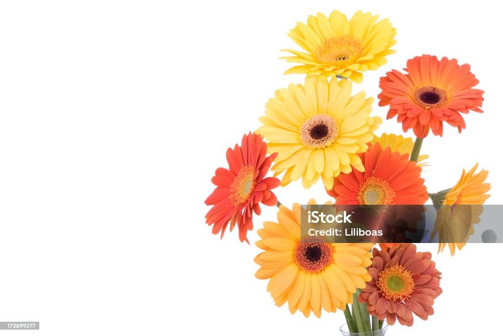 Daisies (XL) aislado - Foto de stock de Buqué libre de derechos