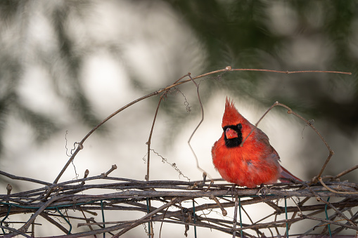 A male northern cardinal, Cardinalis cardinalis, perched in tangle of vines and brush on a wire fence in Michigan winter.