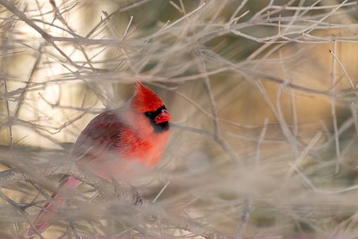 A male northern cardinal, Cardinalis cardinalis, perched in tangle of vines and brush in Michigan winter.
