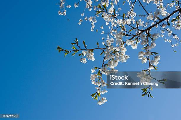 Sakura Stockfoto und mehr Bilder von Baumblüte - Baumblüte, Blatt - Pflanzenbestandteile, Blau