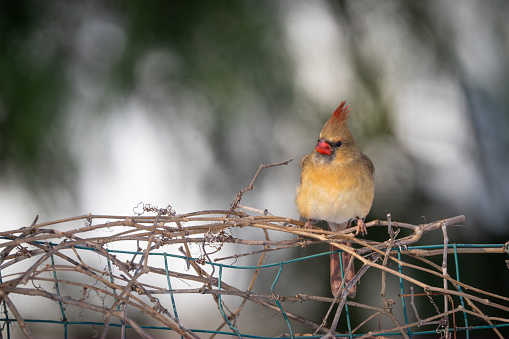 A female northern cardinal, Cardinalis cardinalis, perched in tangle of vines and brush in Michigan winter.
