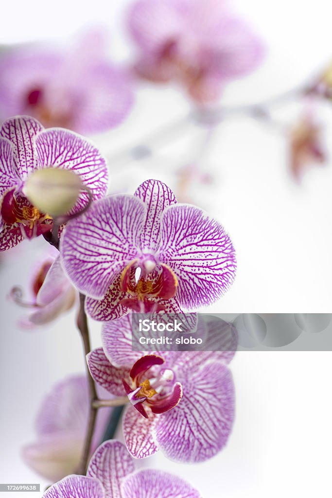 Orchidea e - Foto stock royalty-free di Bellezza