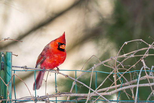 A male northern cardinal, Cardinalis cardinalis, perched on a wire fence in a Michigan winter.