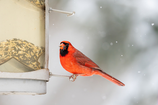 A red male Northern Cardinal, Cardinalis cardinalis, sits on a bird feeder in a light falling snow.