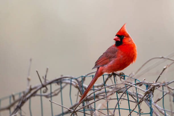 A molting Northern cardinal on a perch