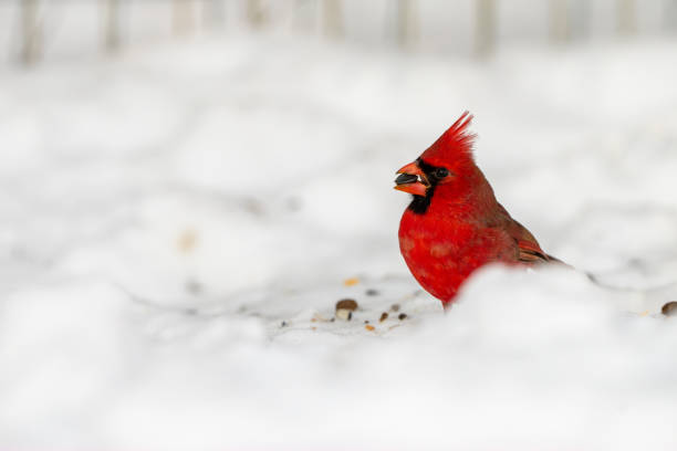 istock Northern Cardinal Eating in Snow 1726997553