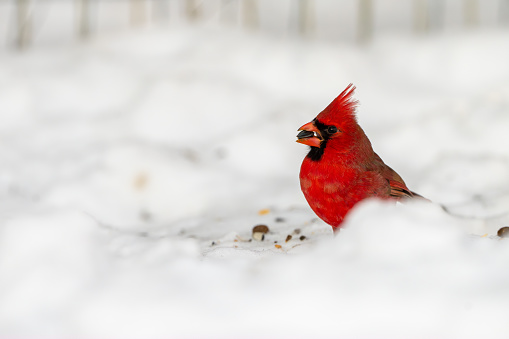 A male northern cardinal, Cardinalis cardinalis, eats seeds that fell onto the snow covered ground.