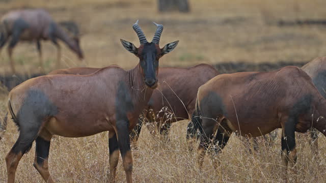 A herd of Topi Antelope deer grazing in the grasslands of Masai Mara National Reserve