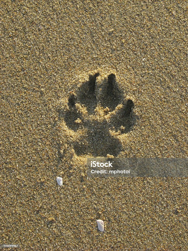 Sand Print Paw print from a dog in the sand Animal Stock Photo