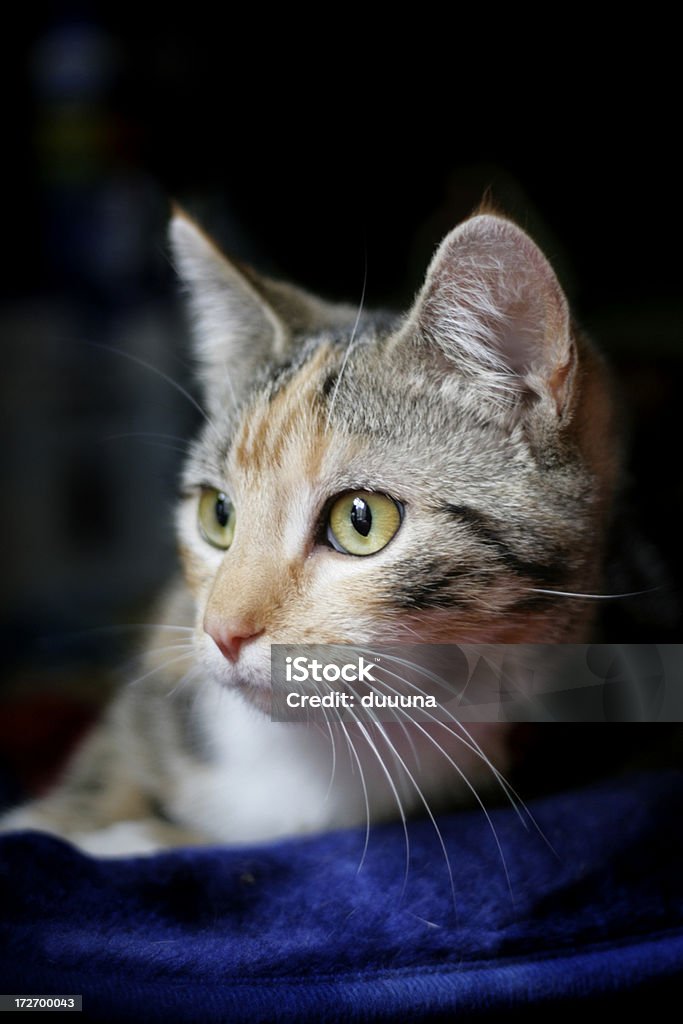Chat fille magnifique - Photo de Animal femelle libre de droits