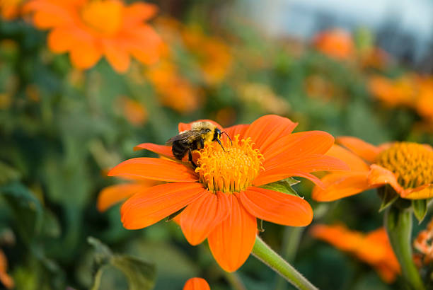 Bee on flower - foto de stock