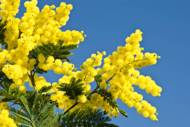Mimosa Closeup of ball shaped Mimosa flowers acacia tree stock pictures, royalty-free photos & images