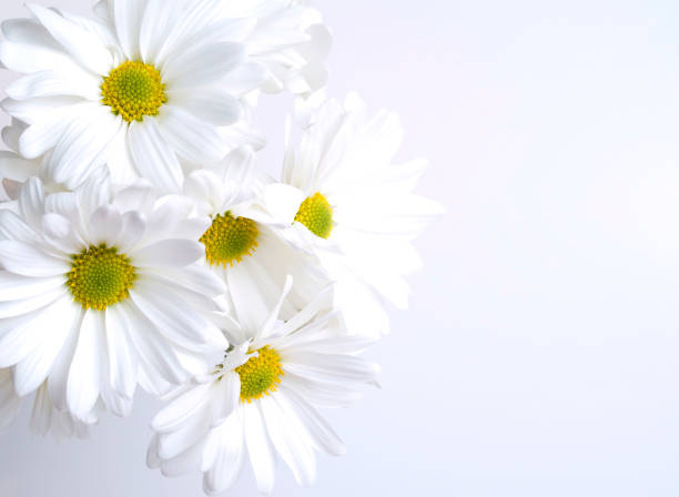 Bouquet of flowers on pink concrete background.