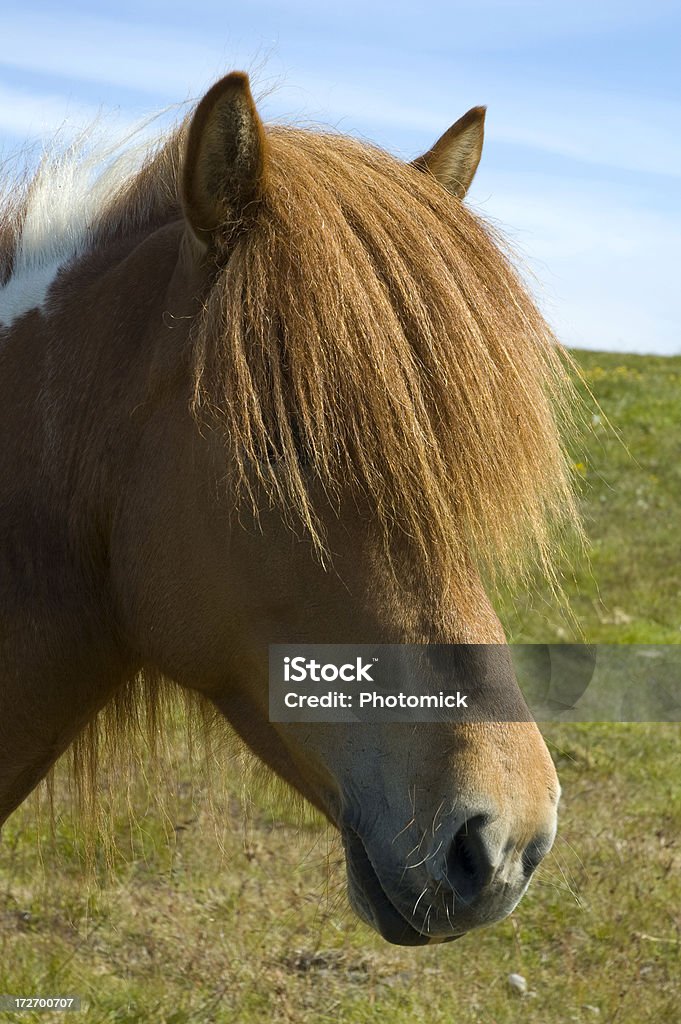 Cavalo islandês - Royalty-free Animal Foto de stock