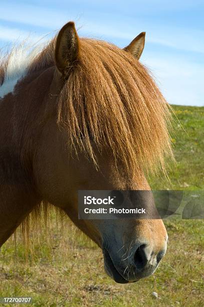 Cavalo Islandês - Fotografias de stock e mais imagens de Animal - Animal, Ao Ar Livre, Cabelo castanho