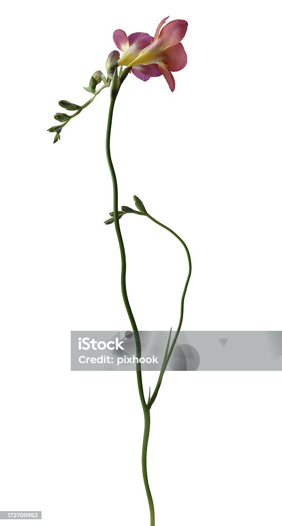 Lily with Path Long Stem Lily with Clipping Path Included. Flower Stock Photo