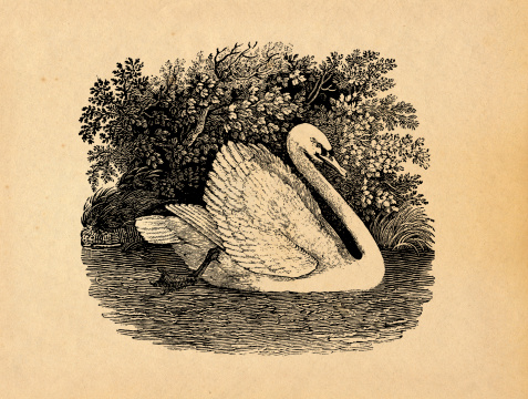 Antique print of a swan. Woodcut engraving by Thomas Bewick (1828). Photo by N. Staykov (2007)CLICK ON THE LINKS BELOW FOR HUNDREDS MORE SIMILAR IMAGES: