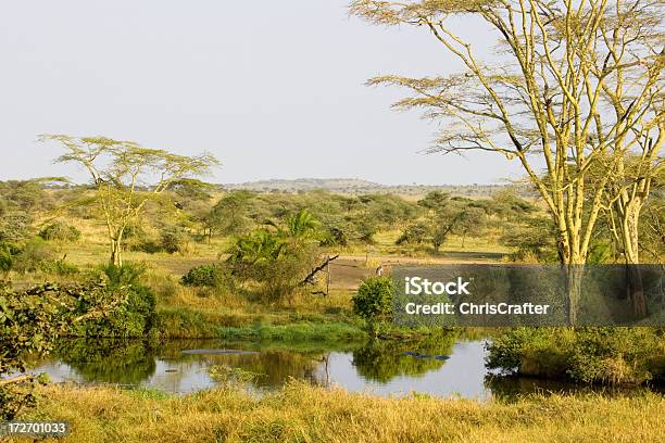 Foto de Serengeti Caldeirão No Início Da Manhã Leve e mais fotos de stock de Acácia - Acácia, Animais de Safári, Animal