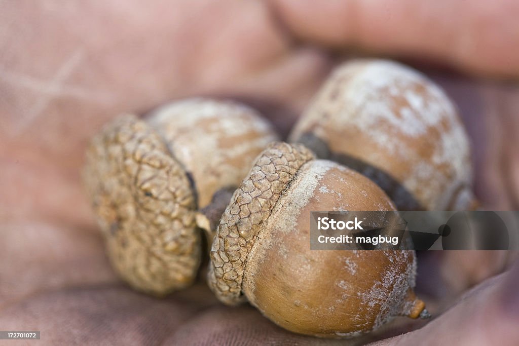 Acorn Close up Close up of Acorns in palm of hand Acorn Stock Photo